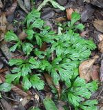 genus Selaginella. Вайи. Малайзия, остров Борнео, провинция Сабах, склон горы Трас-Мади, тропа в джунглях, тропический дождевой лес. 23 февраля 2013 г.