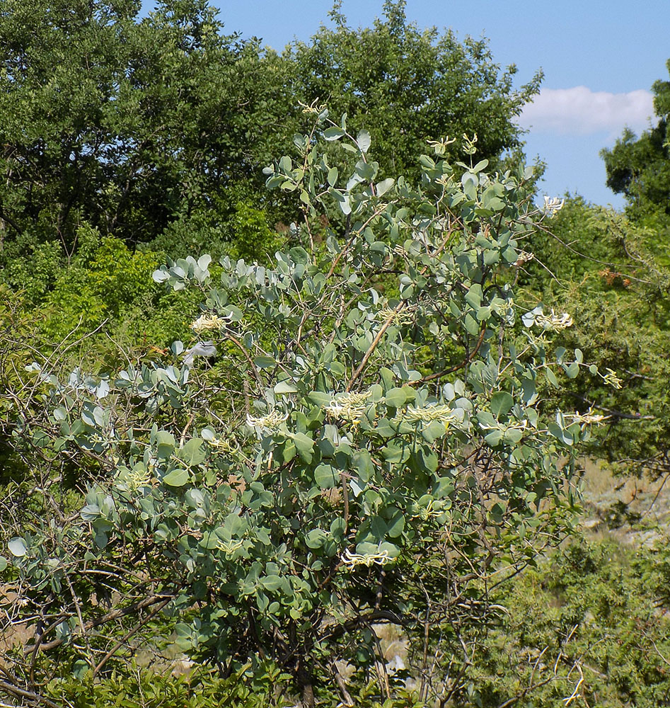 Изображение особи Lonicera etrusca.