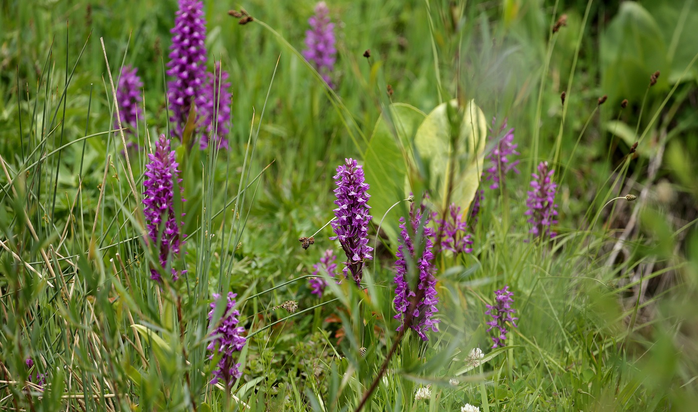 Image of Dactylorhiza umbrosa specimen.