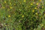 Melampyrum laciniatum. Цветущие растения. Тверская обл., Осташковский р-н, дер. Кравотынь, разнотравный луг. 04.07.2018.