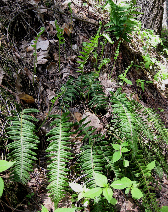 Изображение особи Polypodium vulgare.