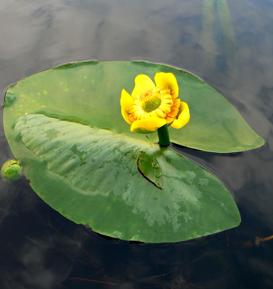 Image of Nuphar lutea specimen.