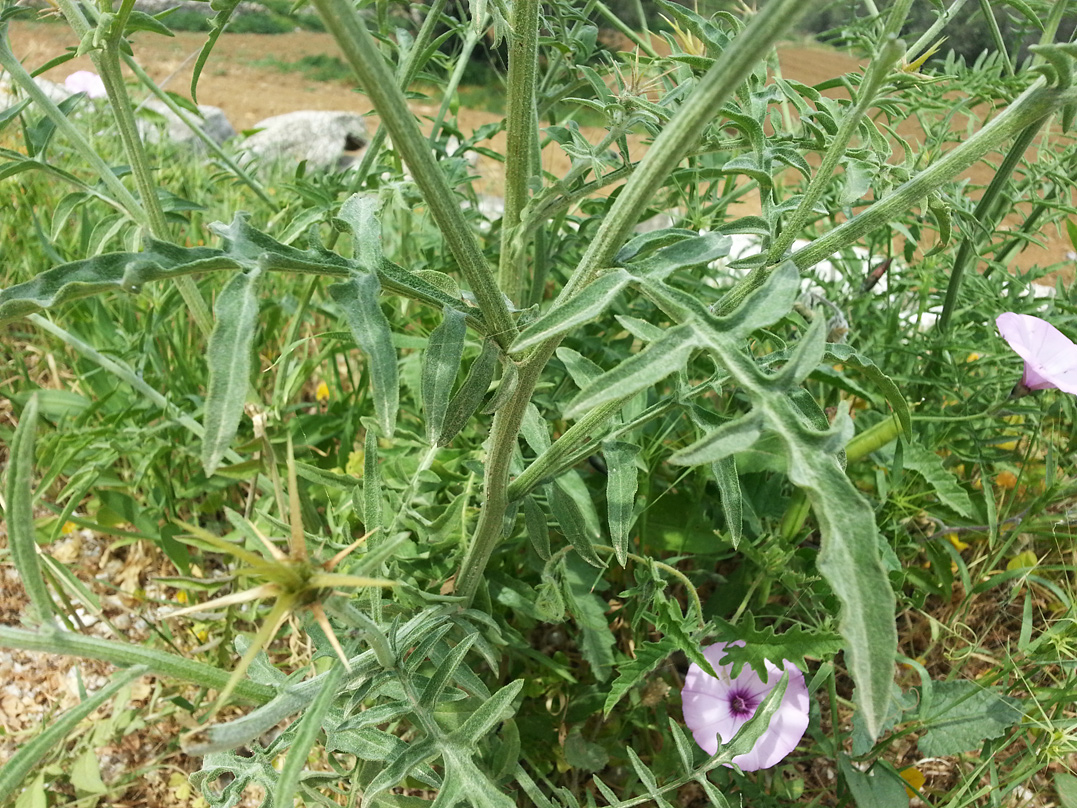 Image of Centaurea laconica specimen.