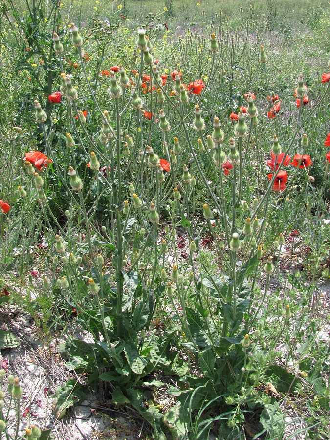 Image of Crepis alpina specimen.