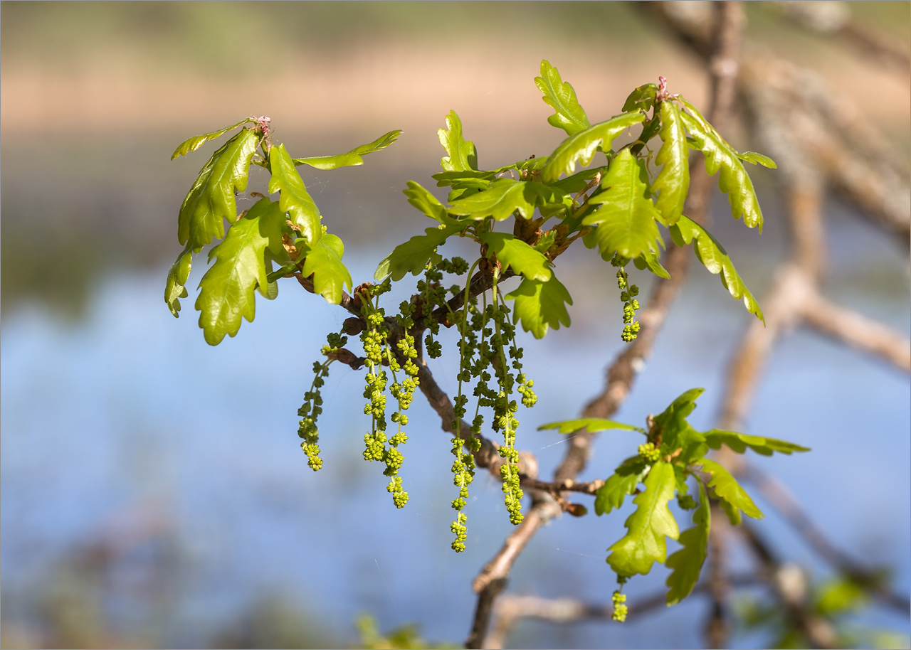 Image of Quercus robur specimen.