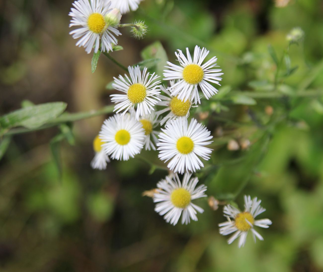 Image of Erigeron annuus specimen.