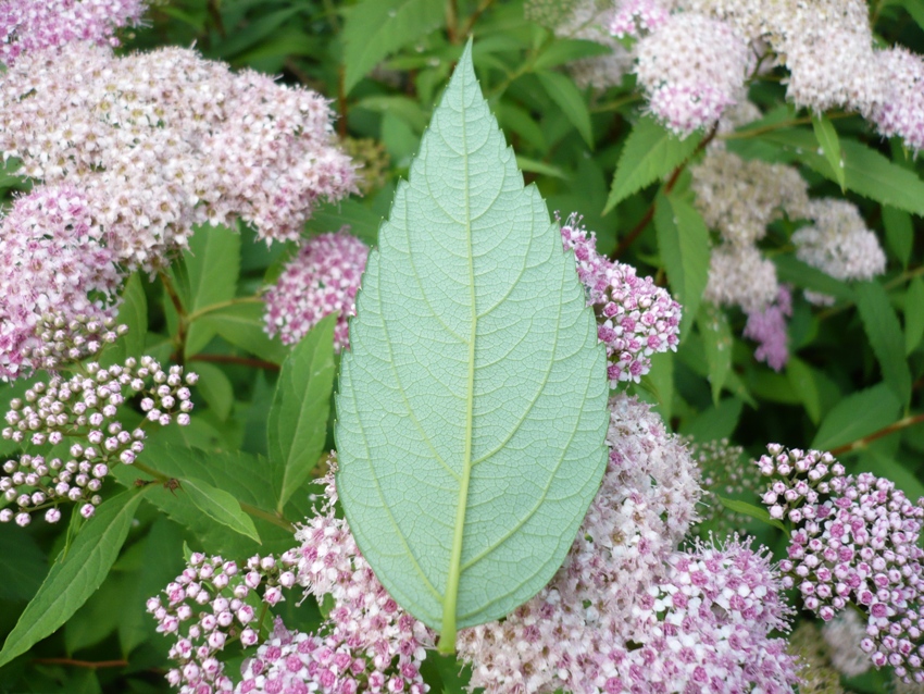 Image of Spiraea japonica specimen.