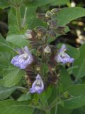 Salvia officinalis