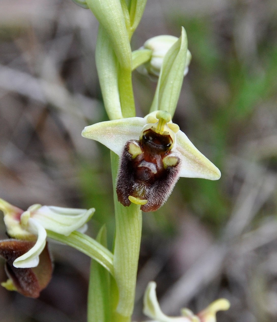 Image of Ophrys bornmuelleri specimen.