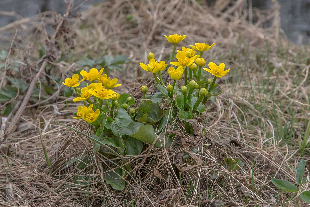 Image of Caltha palustris specimen.