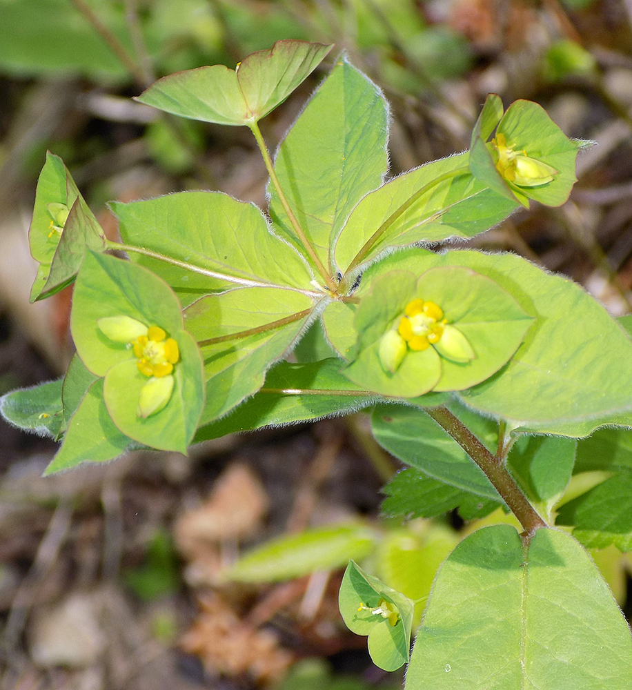 Image of Euphorbia squamosa specimen.