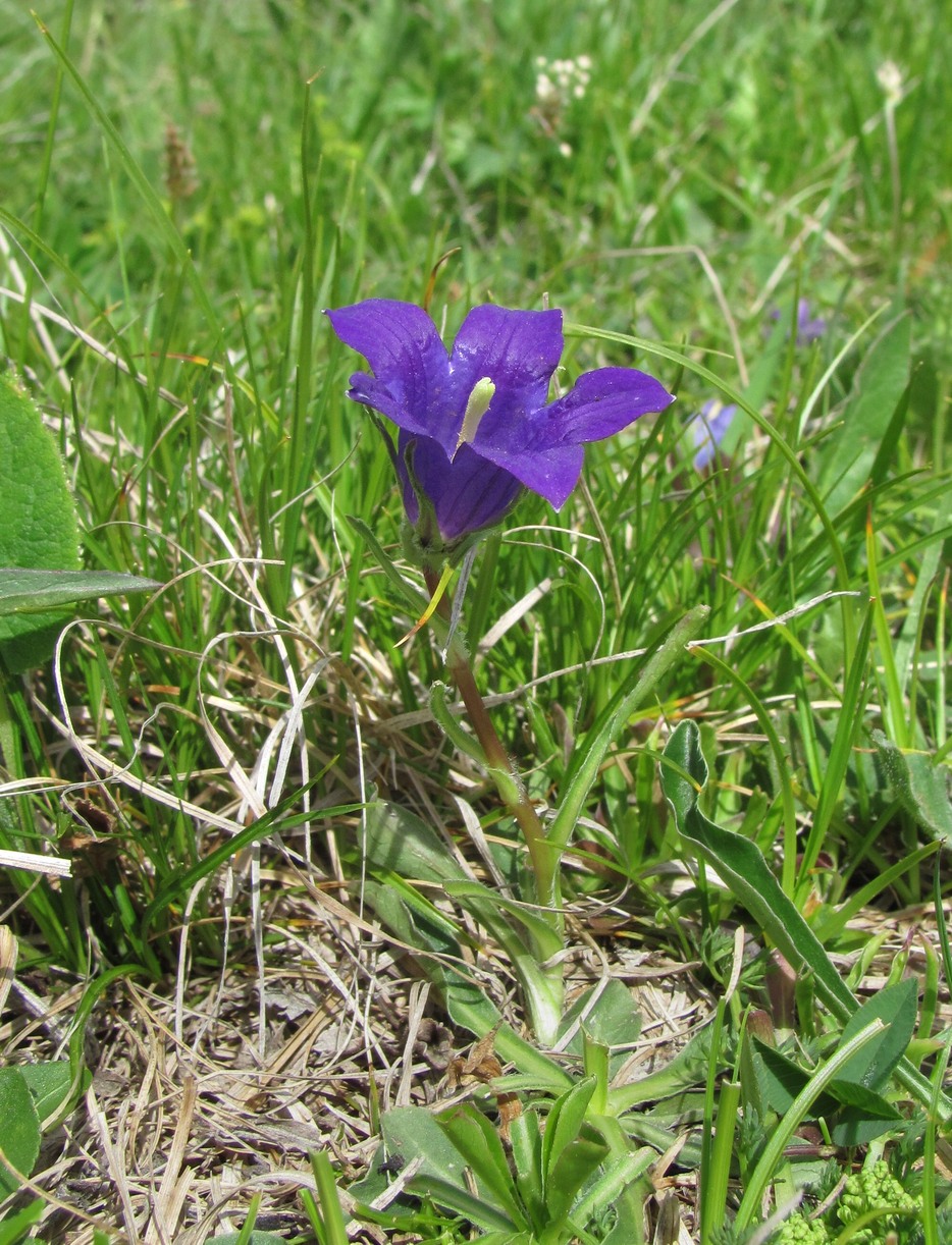 Image of genus Campanula specimen.