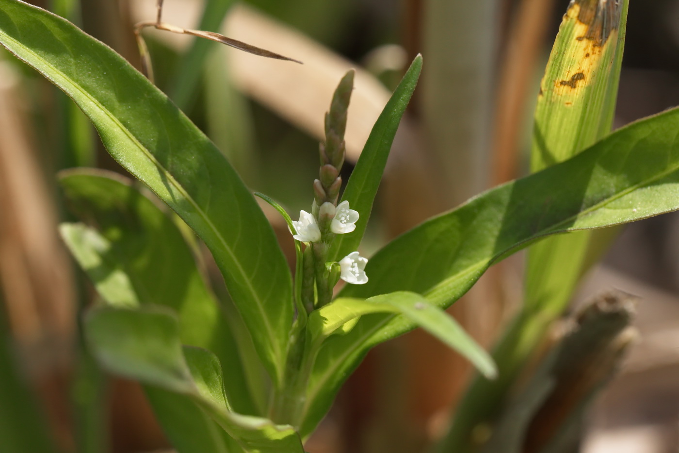 Изображение особи род Persicaria.