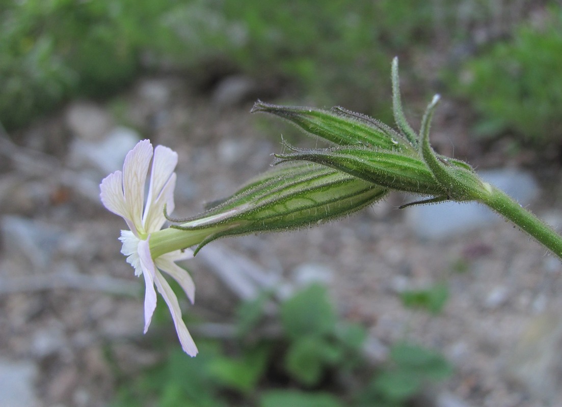 Image of Silene noctiflora specimen.