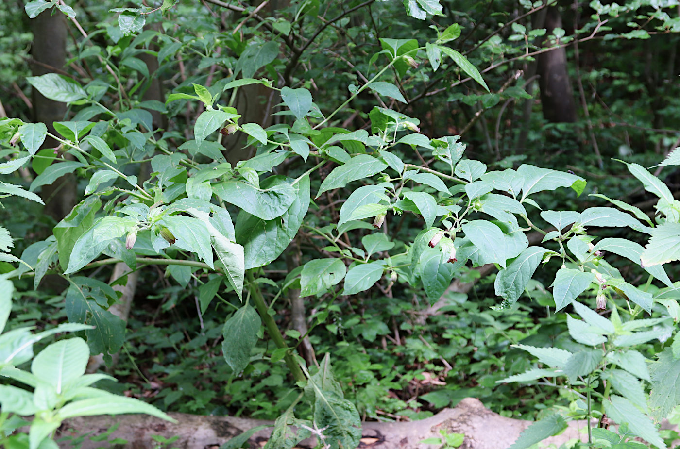 Image of Atropa bella-donna specimen.