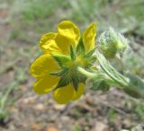 Potentilla recta