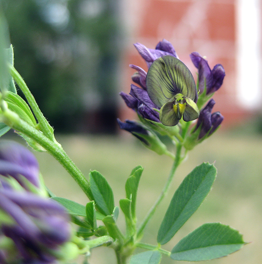 Image of Medicago &times; varia specimen.