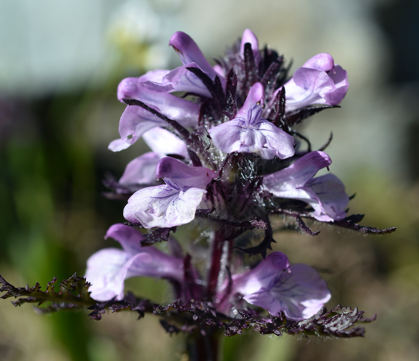 Image of Pedicularis anthemifolia specimen.