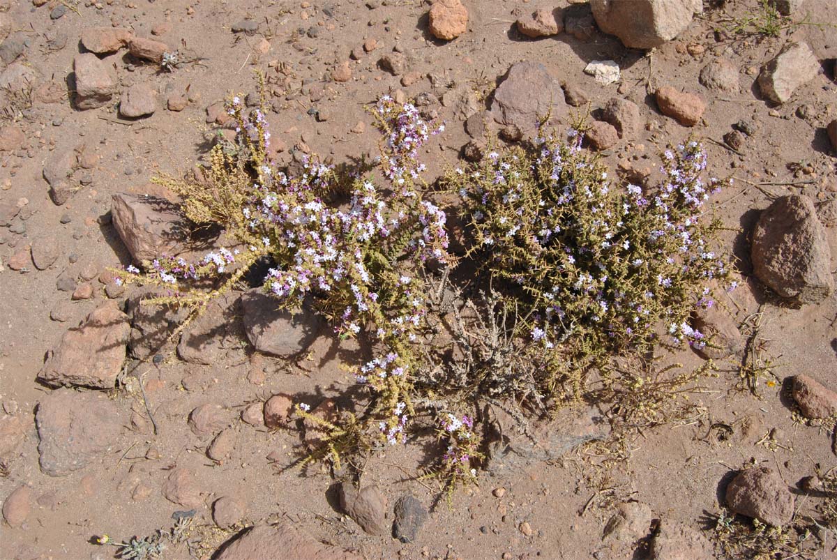 Image of Junellia seriphioides specimen.