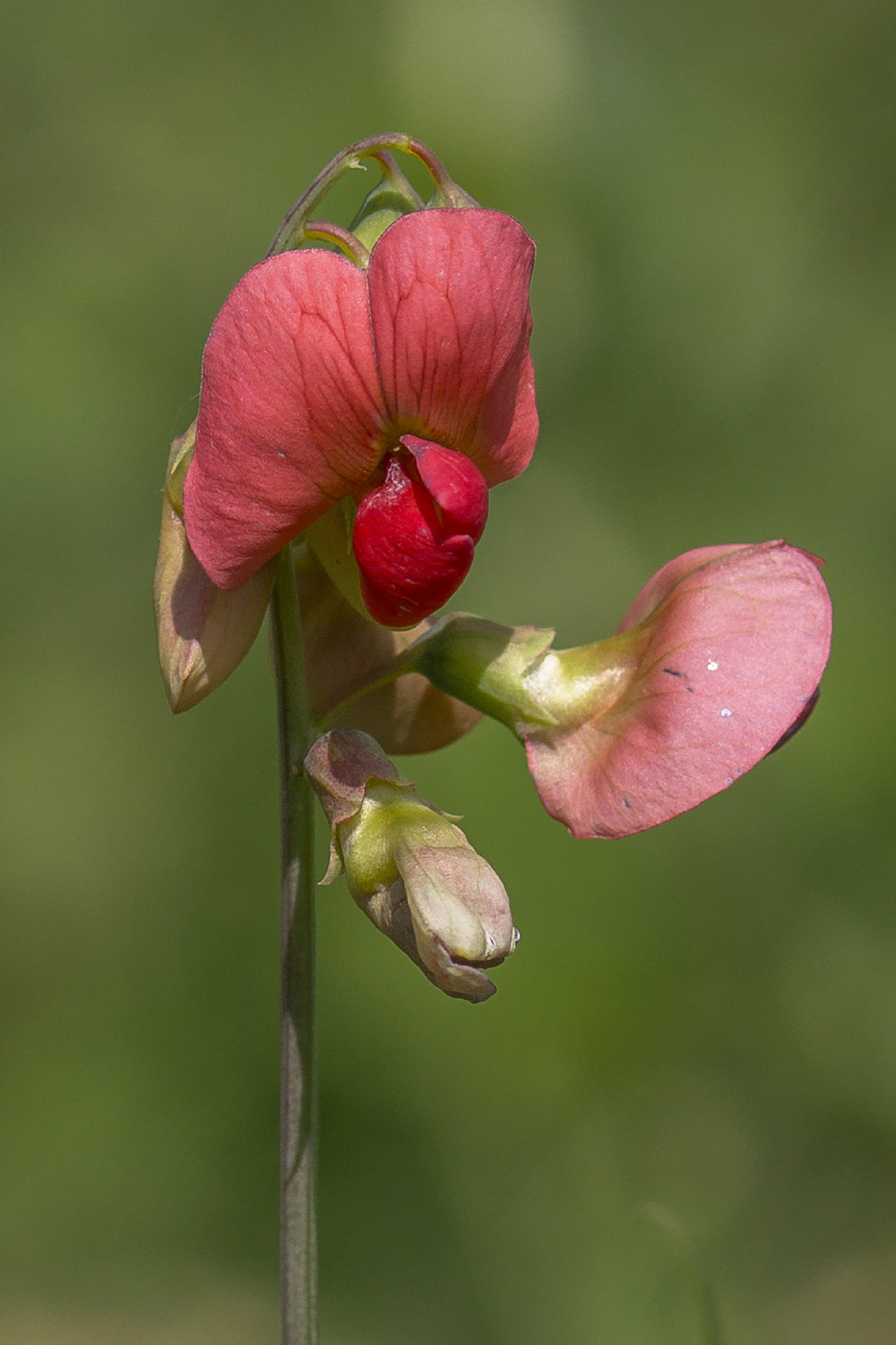 Изображение особи Lathyrus litvinovii.