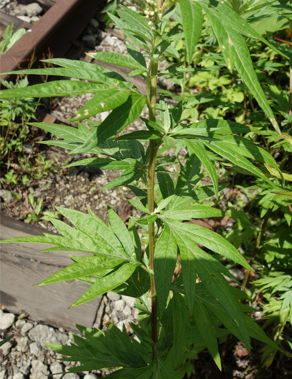 Image of Senecio cannabifolius specimen.