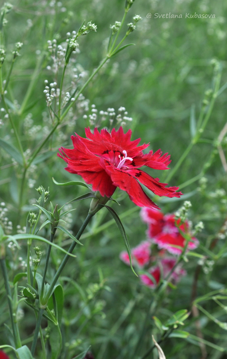 Image of Dianthus chinensis specimen.