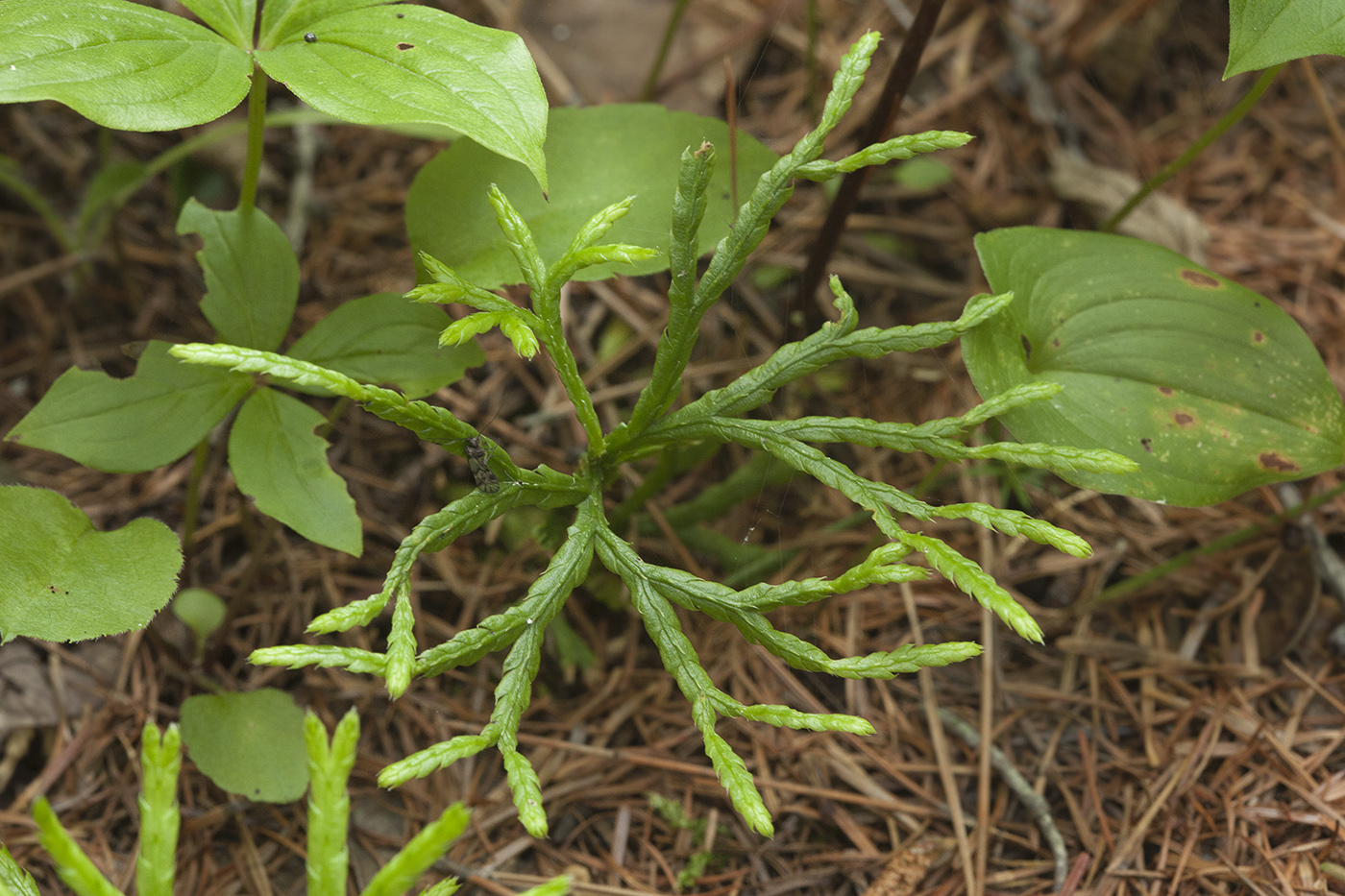 Изображение особи Diphasiastrum complanatum.