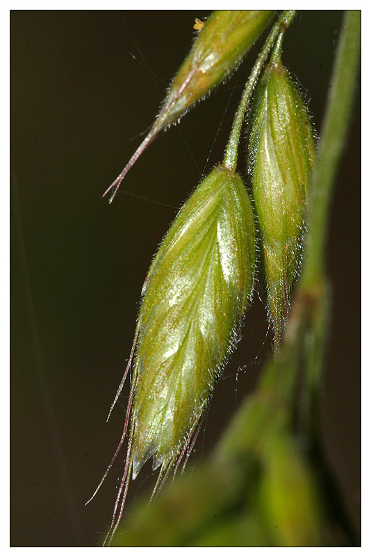 Изображение особи Bromus hordeaceus.