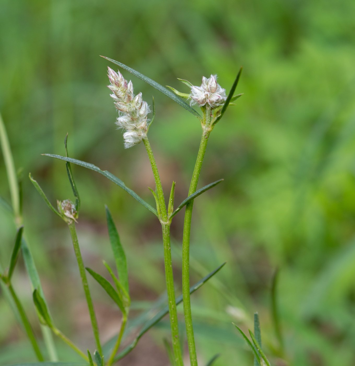 Изображение особи Kyphocarpa angustifolia.