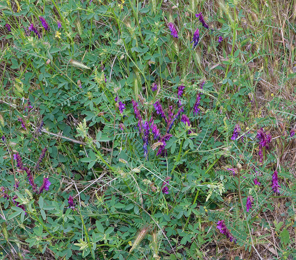 Image of Vicia varia specimen.