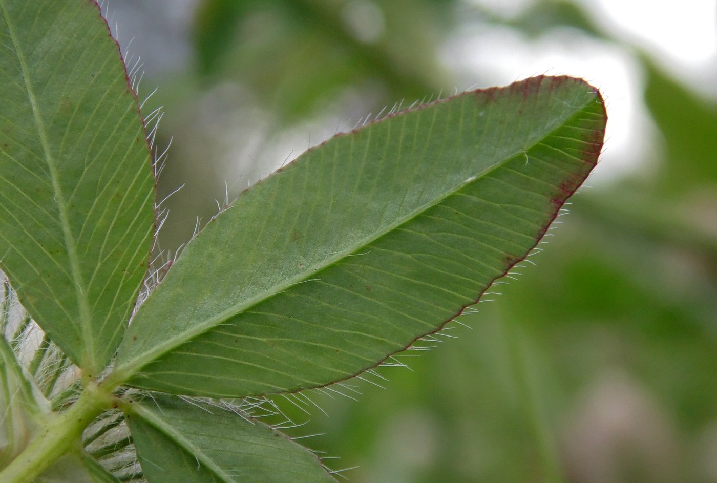 Image of Trifolium diffusum specimen.