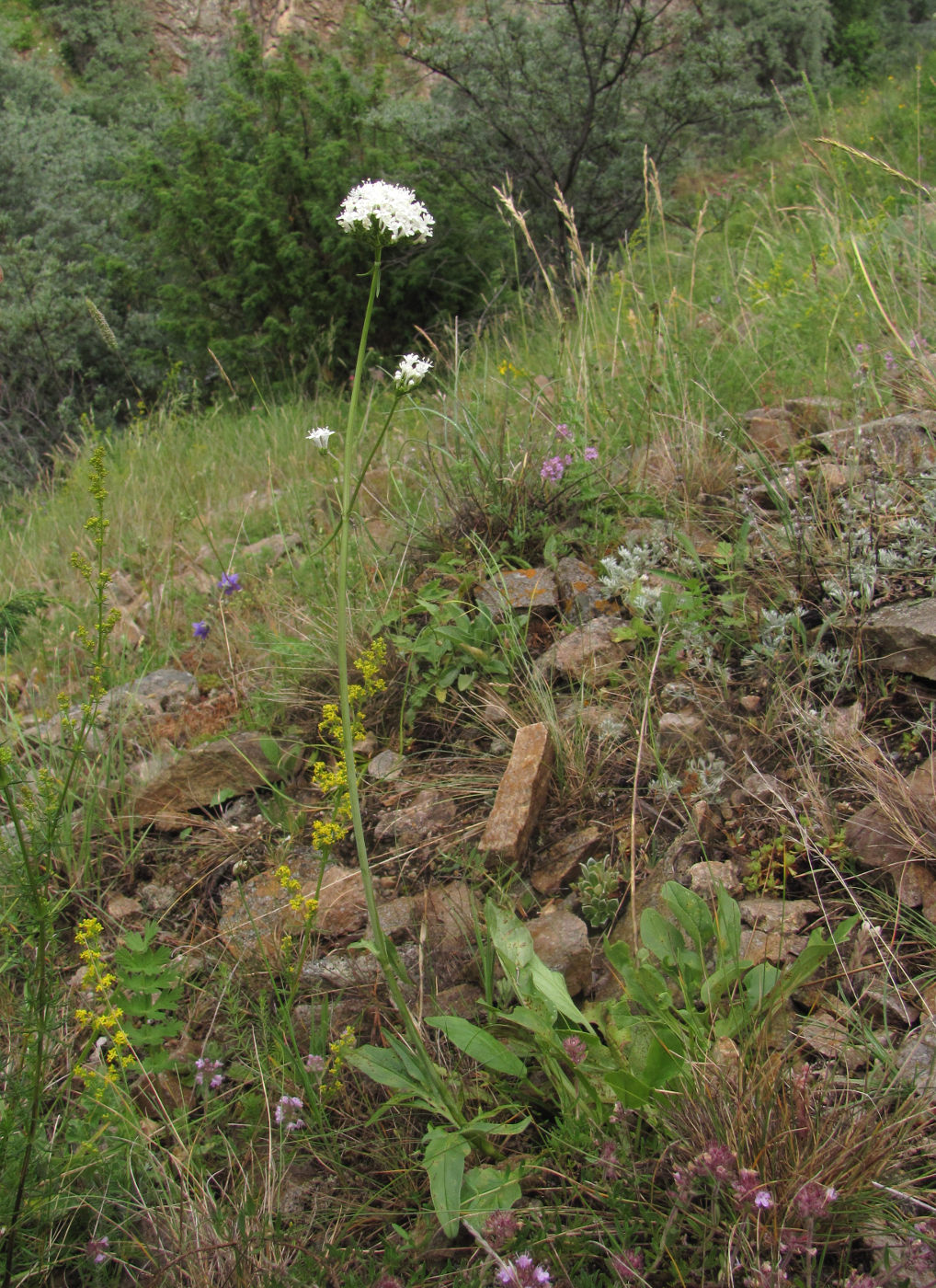 Image of Valeriana cardamines specimen.