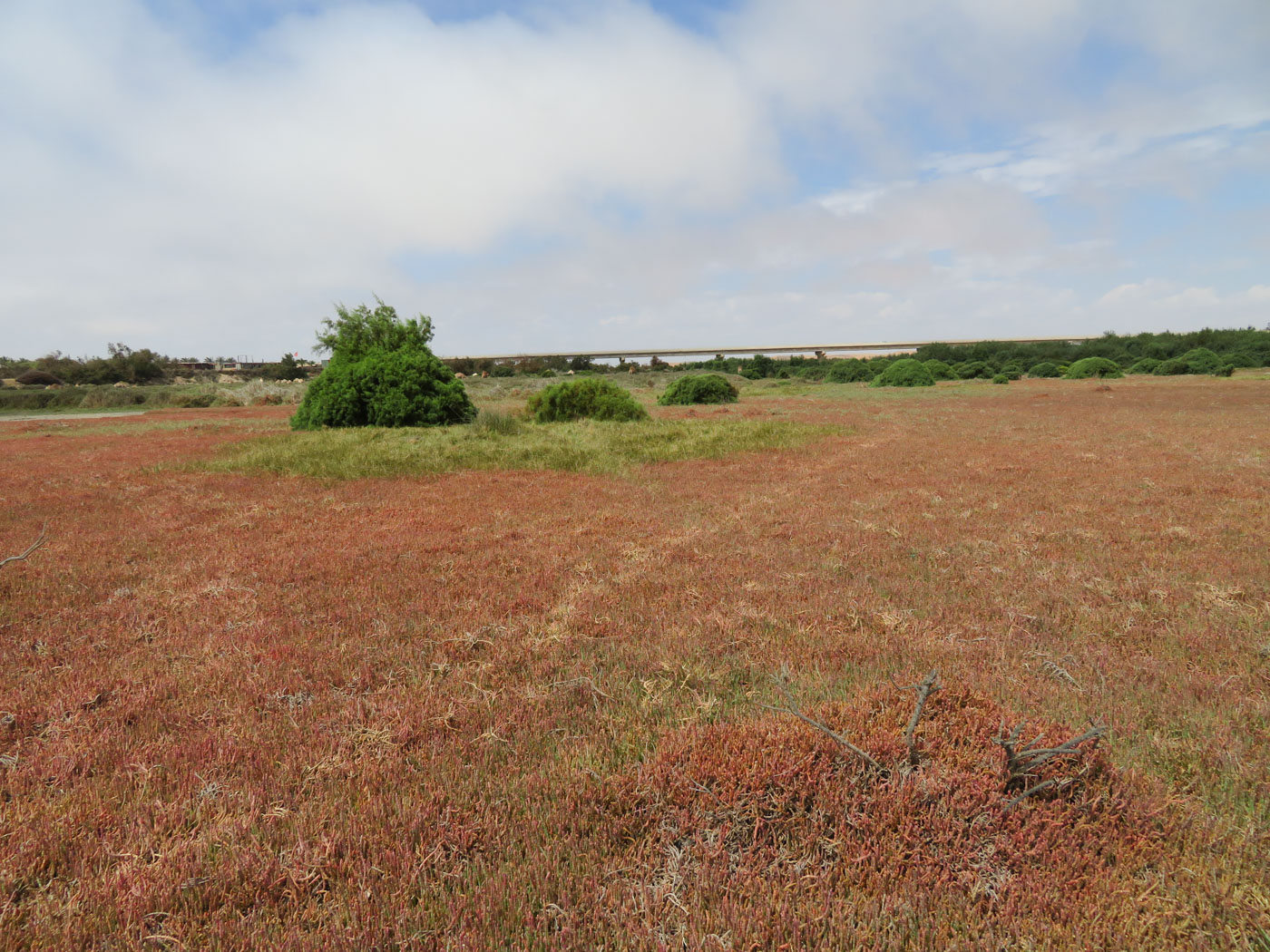 Image of Salicornia natalensis specimen.