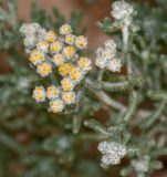 Achillea wilhelmsii