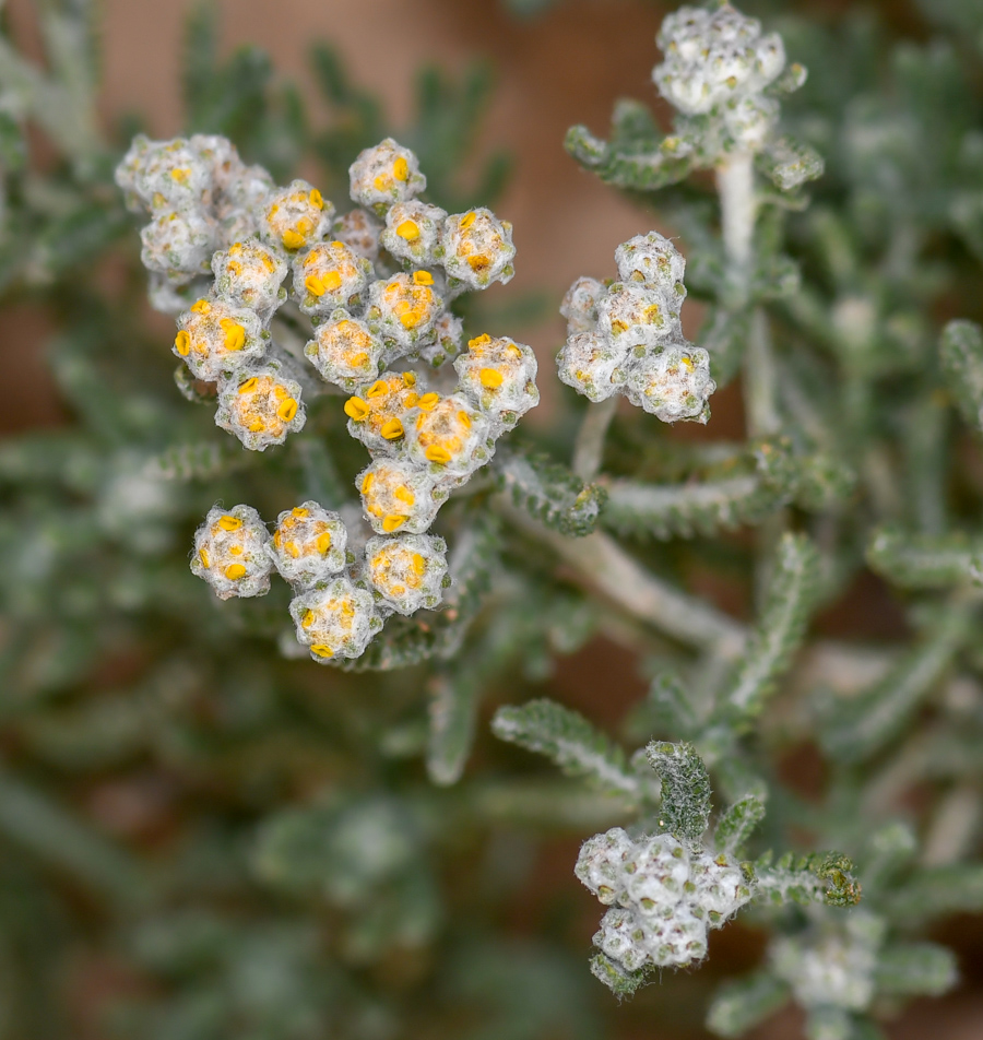 Image of Achillea wilhelmsii specimen.