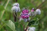 Arctium tomentosum. Веточки с соцветиями. Тульская обл., пос. Дубна, ул. Толстого, суходольный луг перед гаражами. 09.07.2020.