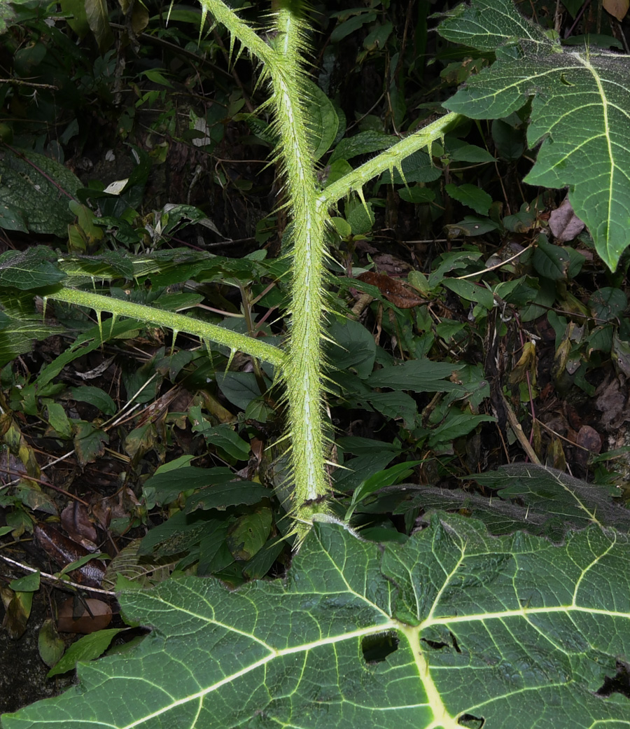 Image of genus Solanum specimen.