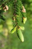 Picea abies