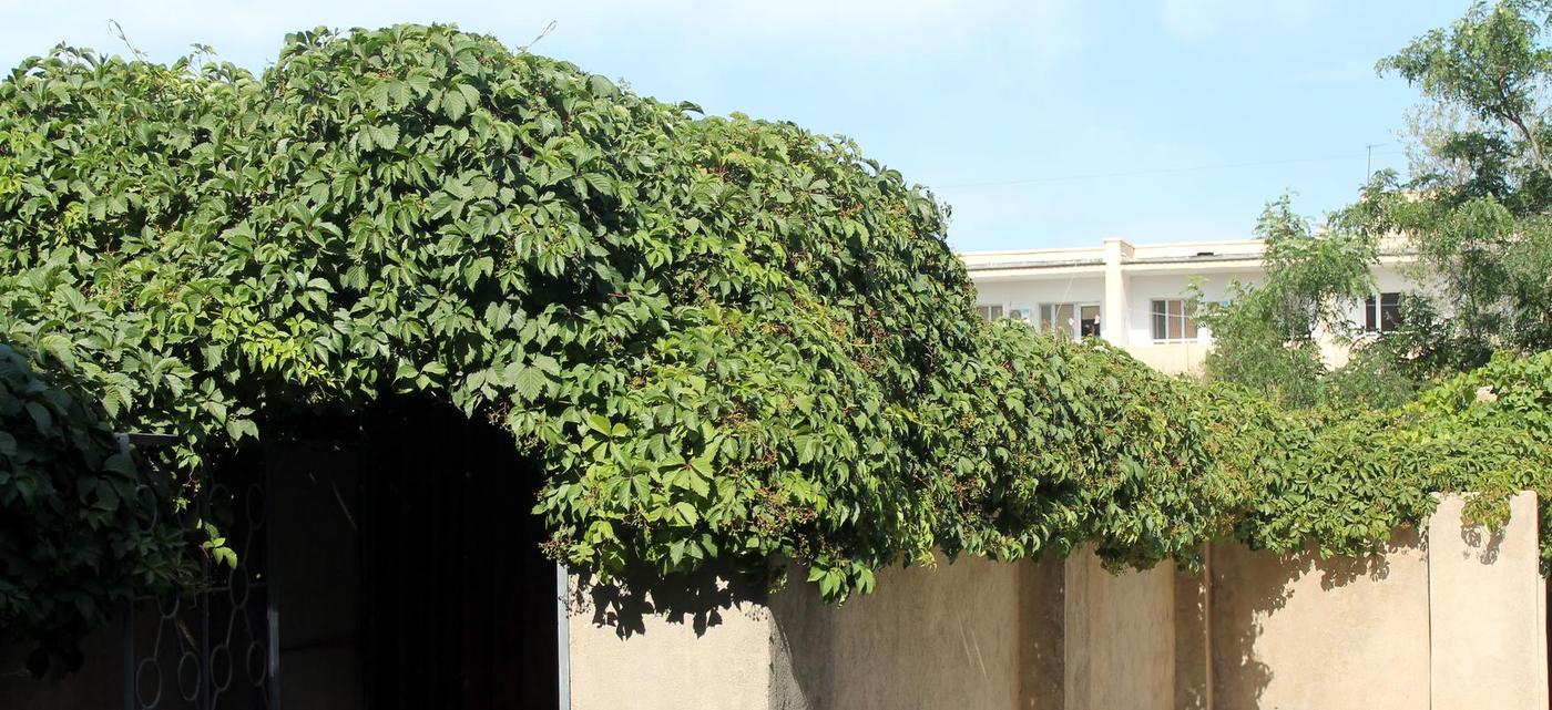 Image of Parthenocissus quinquefolia specimen.