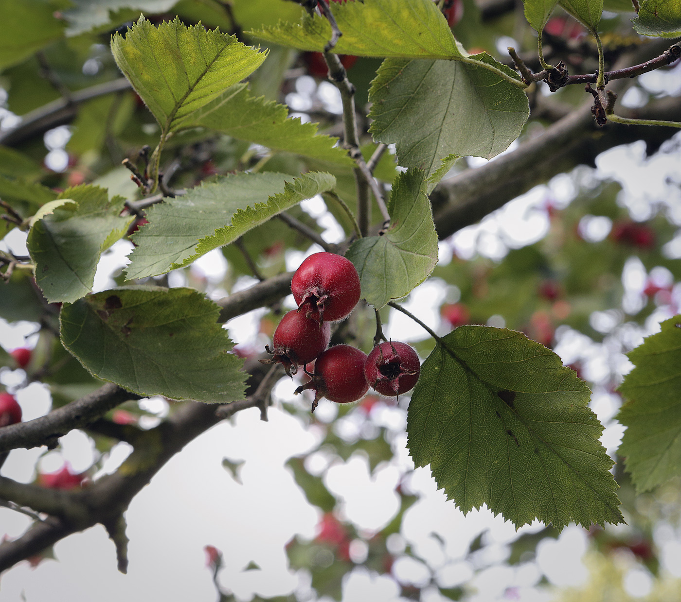 Image of Crataegus submollis specimen.