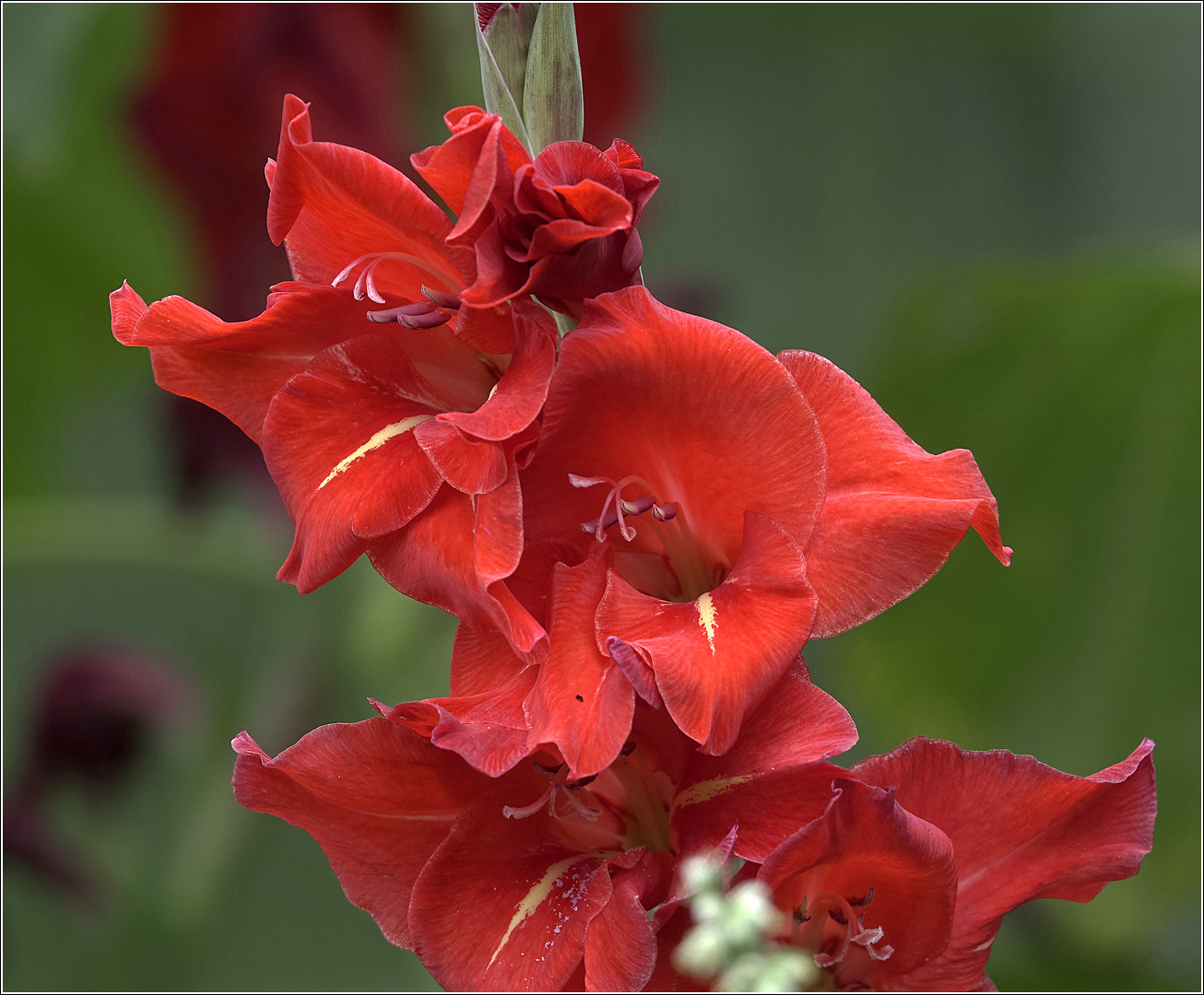 Изображение особи Gladiolus &times; gandavensis.