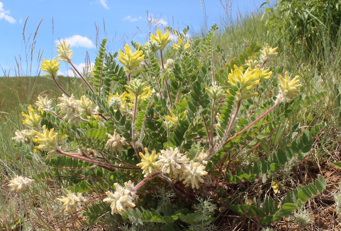 Image of Astragalus dasyanthus specimen.