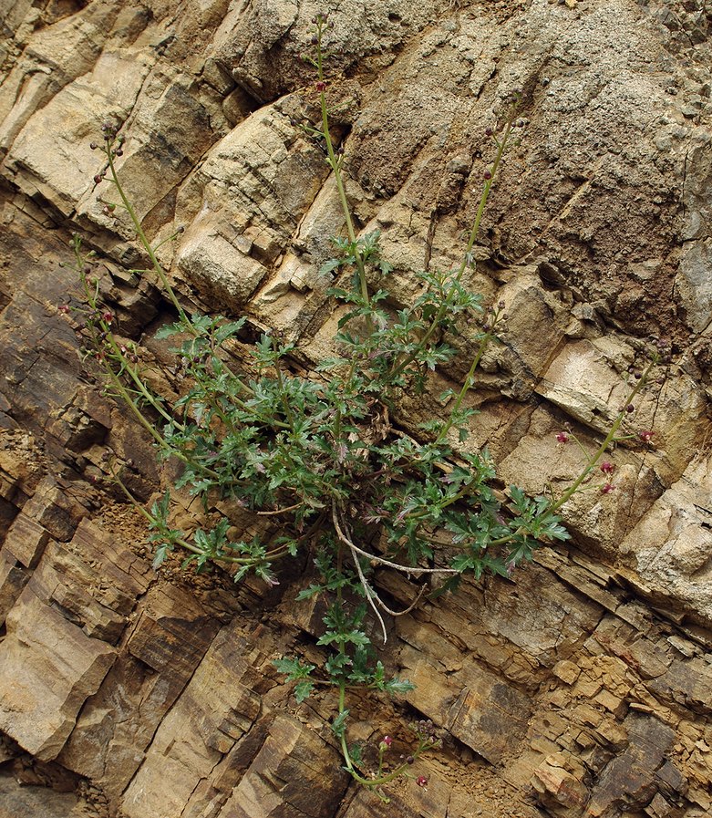 Image of Scrophularia rostrata specimen.