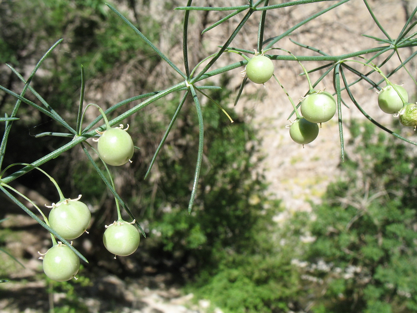 Изображение особи Asparagus persicus.