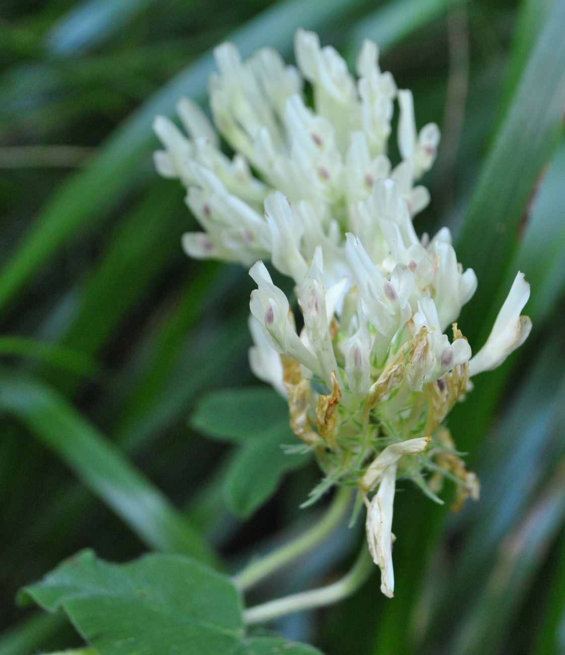 Изображение особи Trifolium canescens.