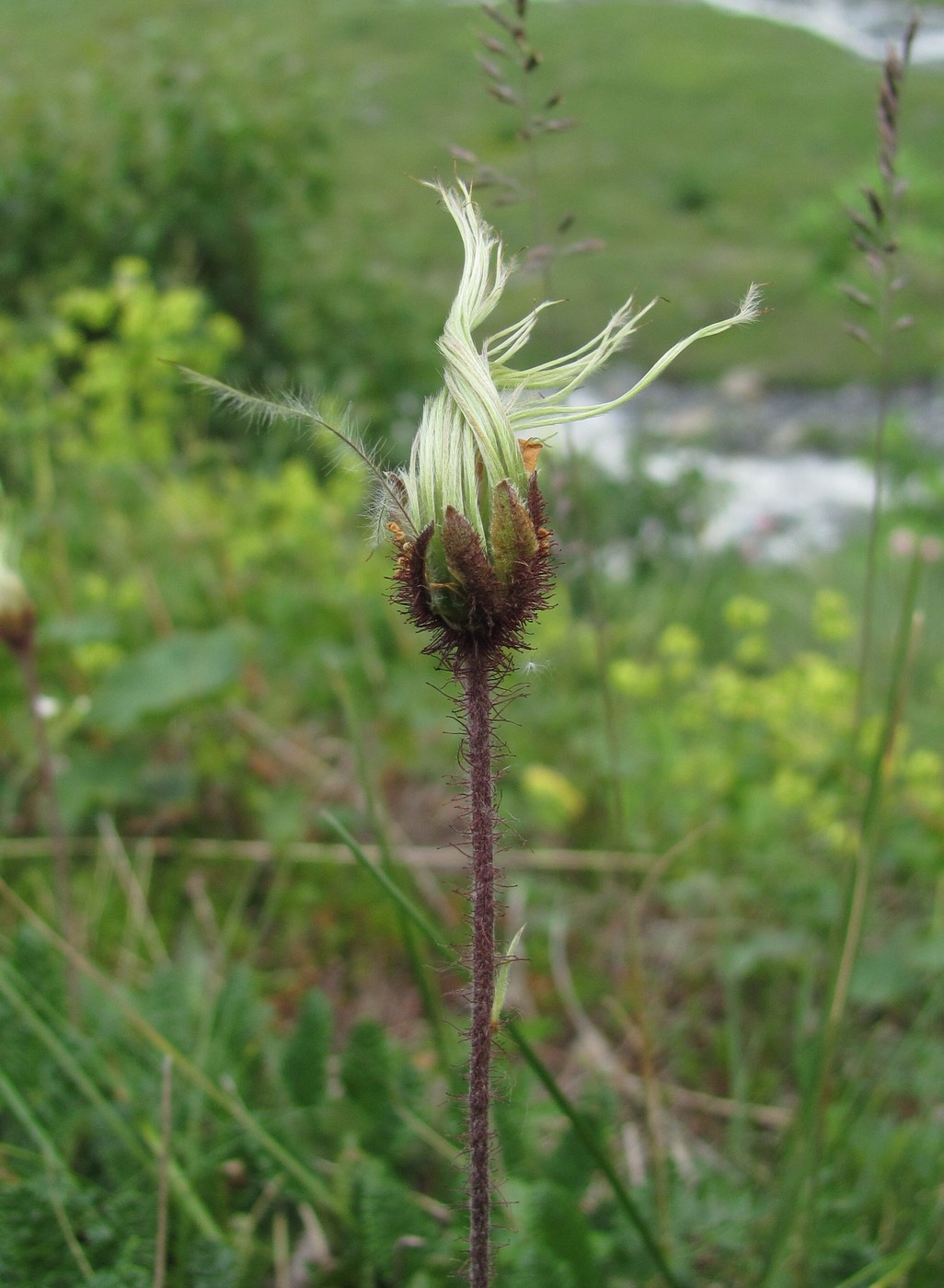 Image of Dryas caucasica specimen.