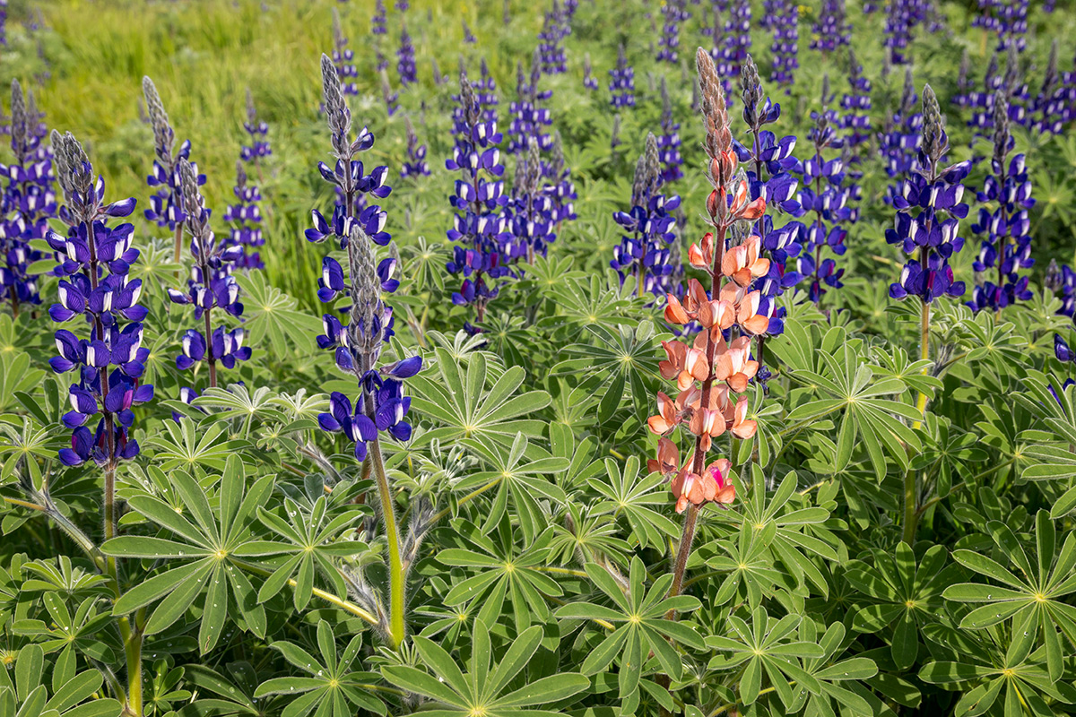 Изображение особи Lupinus pilosus.