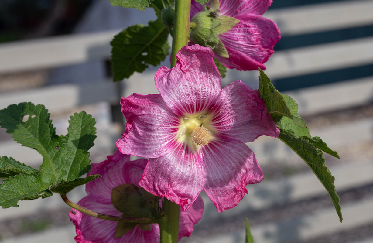 Image of Alcea rosea specimen.