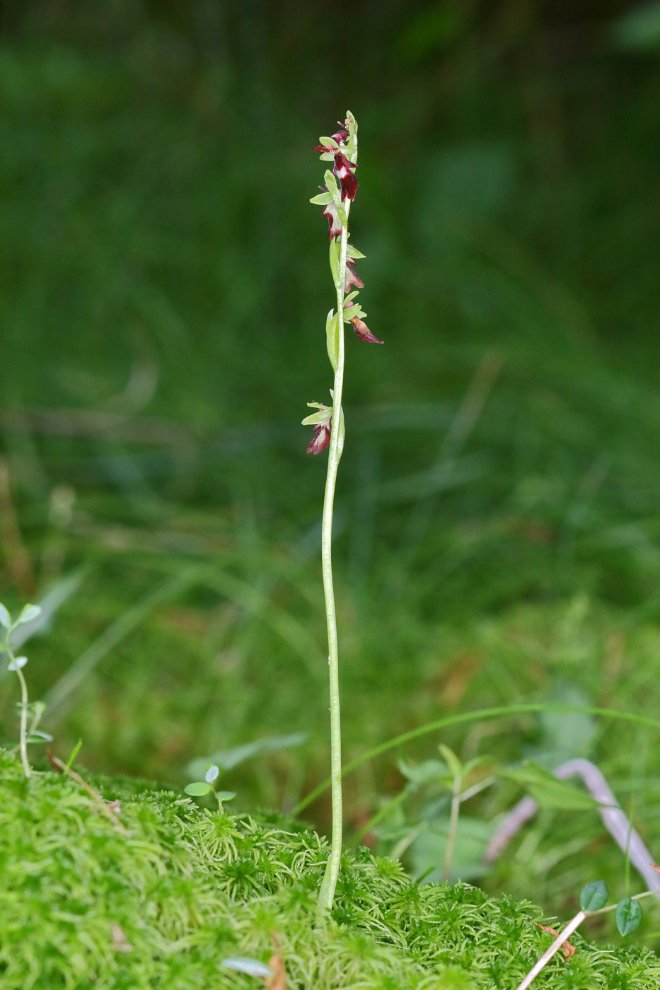 Image of Ophrys insectifera specimen.