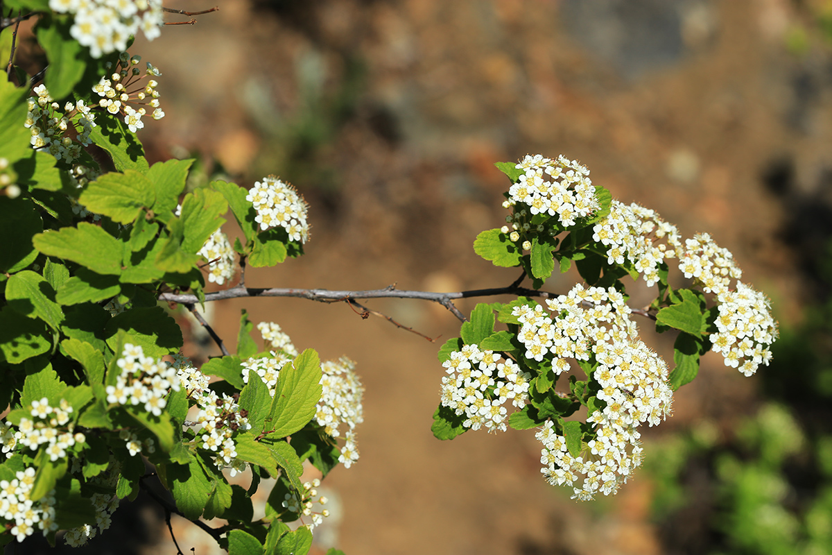 Image of Spiraea turczaninowii specimen.